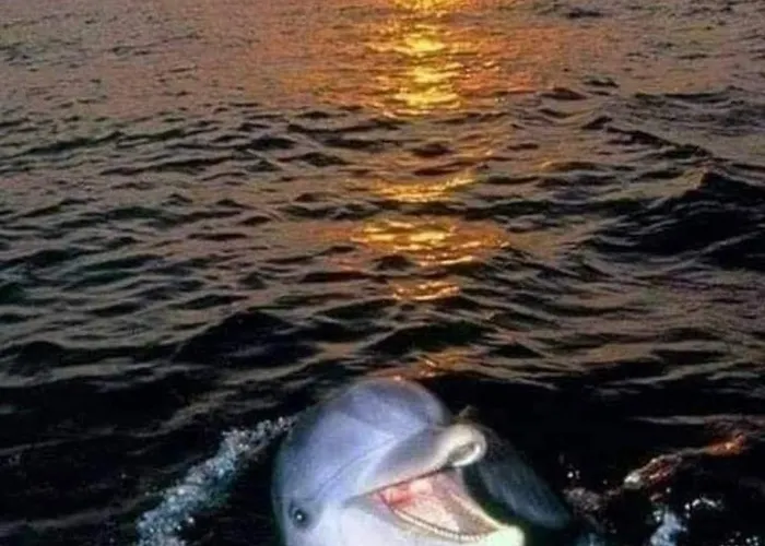 Stunning Unobstructed 180 Degree Sea View With 100 Square Meters Terrace - Costa Del Sol - Estepona- Long Term *