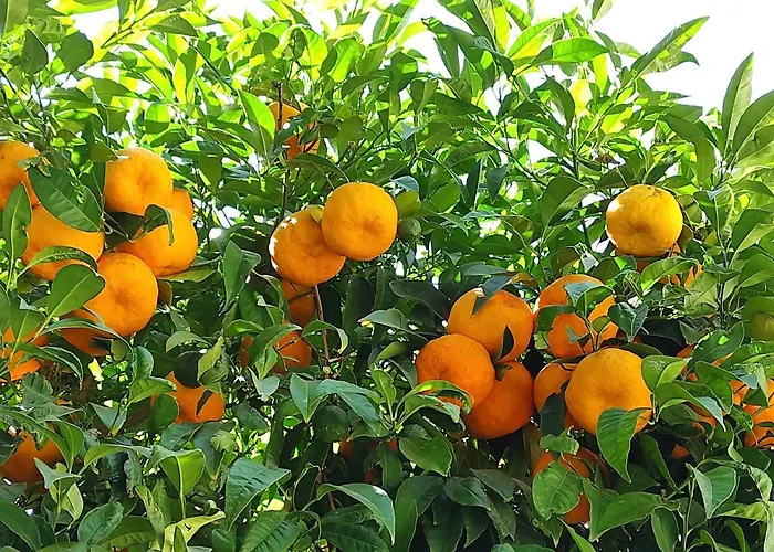 Stunning Unobstructed 180 Degree Sea View With 100 Square Meters Terrace - Costa Del Sol - Estepona- Long Term Apartment *